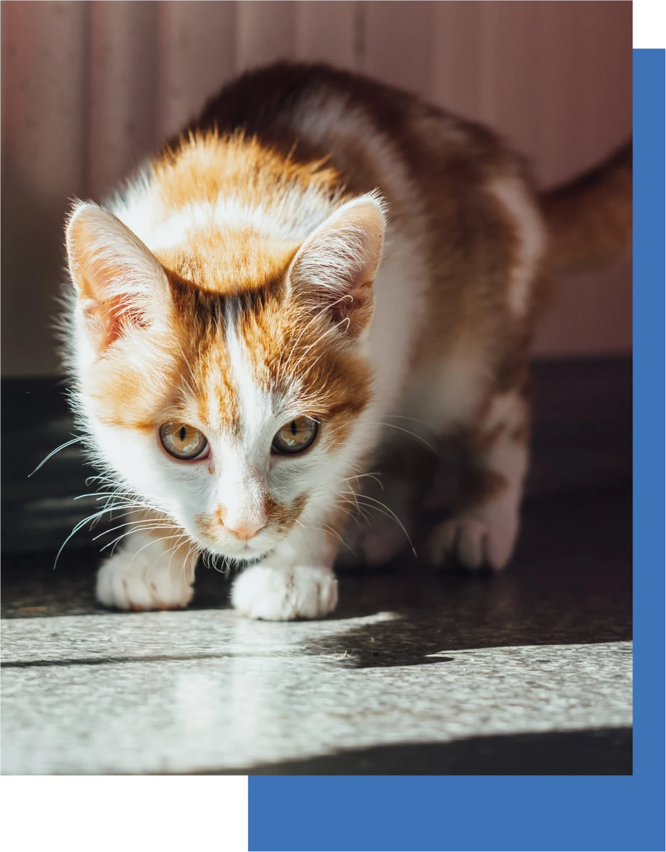 animal-rescue-cat@2x