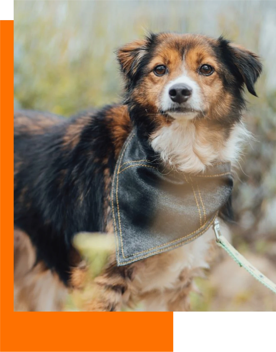 animal-rescue-dog@2x