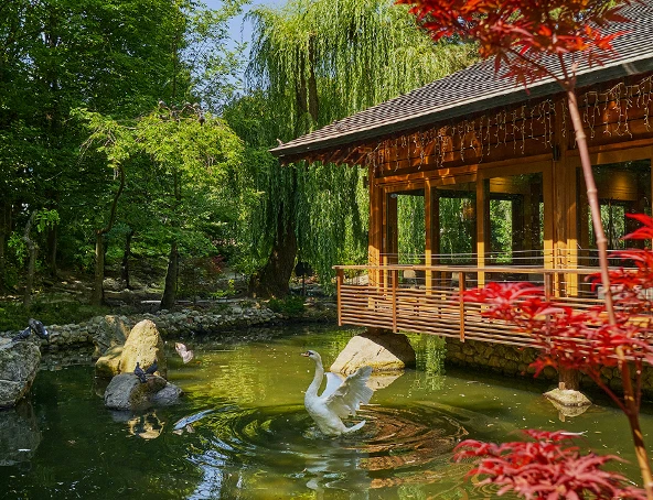 Umami Sofia